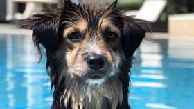 Un perro bañándose en la piscina de un hotel. Imagen generada con inteligencia artificial.