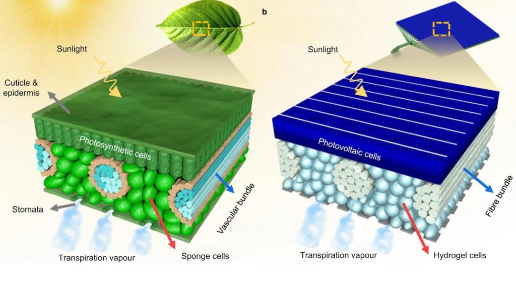 Representación de las hojas naturales y fotovoltaicas