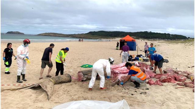 Labores de despiece y toma de muestras del tiburón