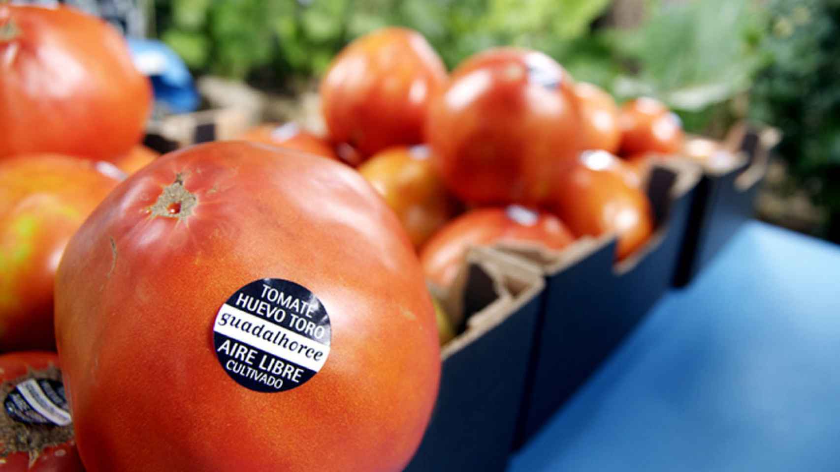 El tomate que vale 1.900 euros: es Huevo de Toro y se vende en Málaga.
