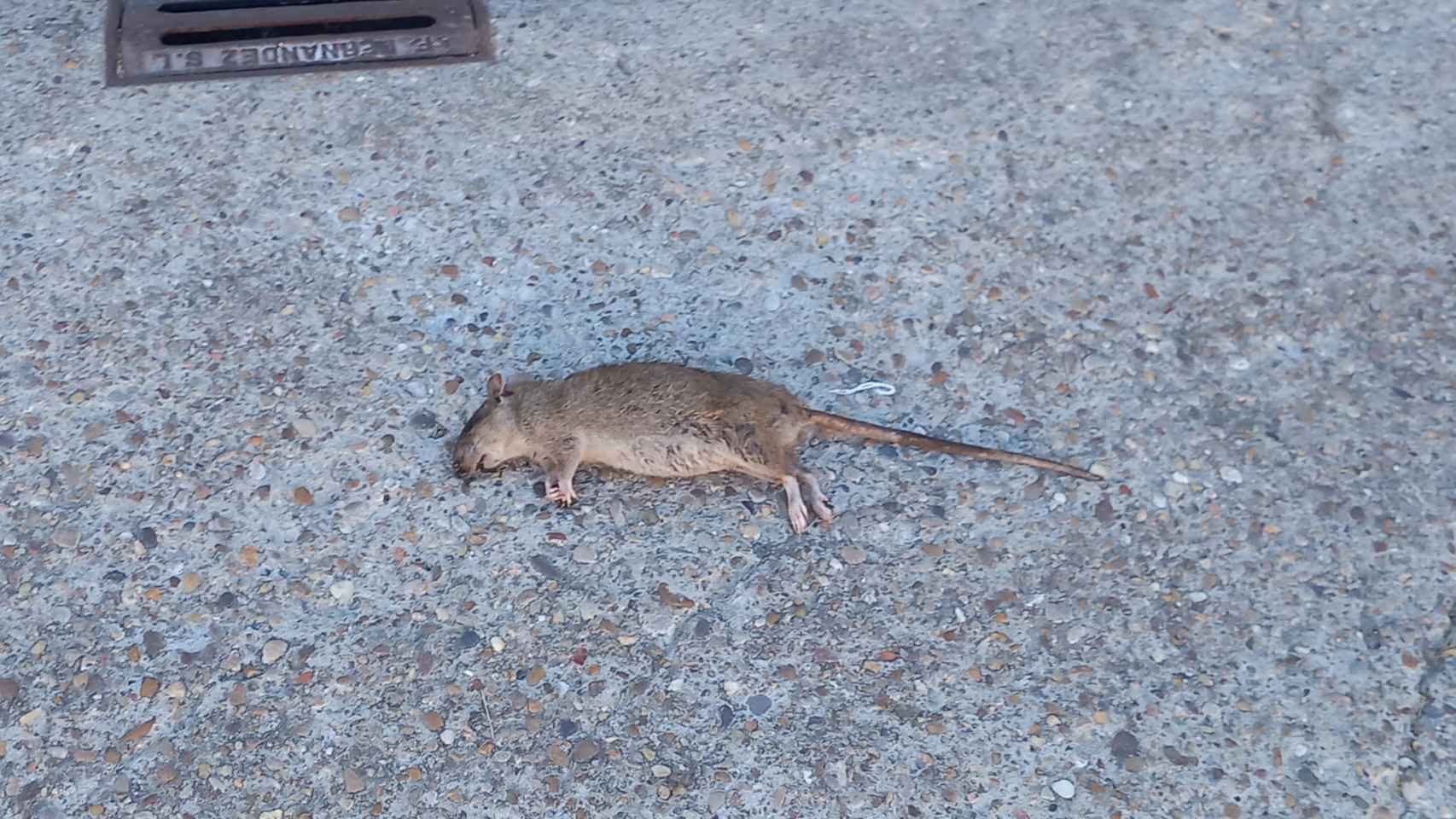 Una rata muerta en Renedo de Esgueva