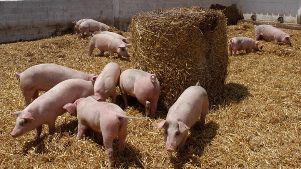 Una fotografía de cerdos destinados al jamón de Teruel.