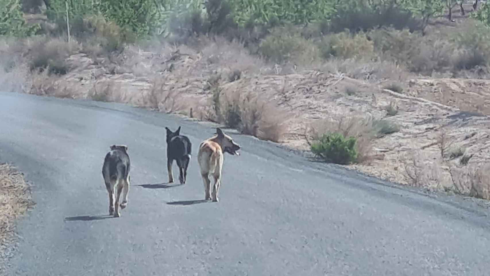 Los tres perros asilvestrados, con cruce de pastor alemán, filmados por las cámaras de seguridad del huerto solar que hay junto al cercado con el rebaño de ovejas de Matías.