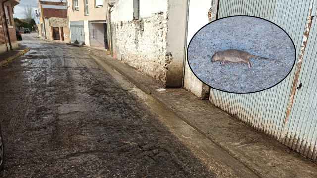 Estado de la calle donde se ubica la explotación y una rata muerta en otra calle