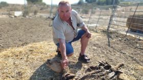 El ganadero Matías Navarro, este jueves, en su cercado de Cañada Hermosa, mostrando los restos de unas de sus ovejas segureñas que fue atacada por los tres perros.