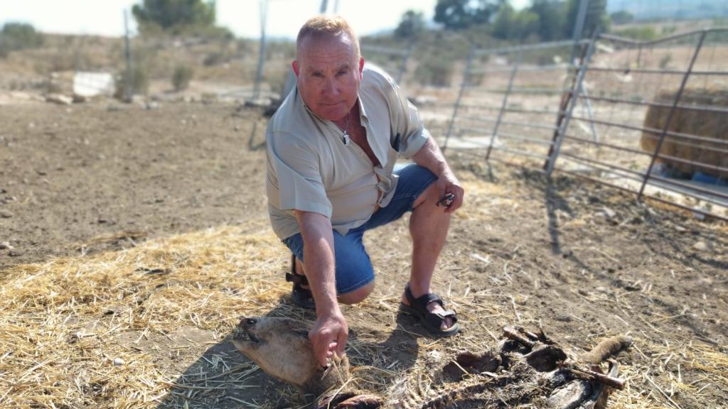 El ganadero Matías Navarro, este jueves, en su cercado de Cañada Hermosa, mostrando los restos de unas de sus ovejas segureñas que fue atacada por los tres perros.