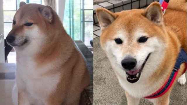 Cheems, el perro más famoso de internet