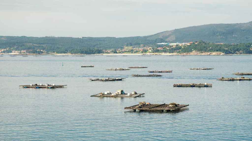 Imagen de bateas en las Rías Baixas.