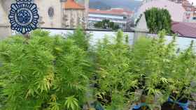 Plantación de mariguana en un céntrico domicilio en Marín.