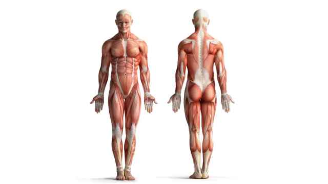Anatomía vista de un hombre.