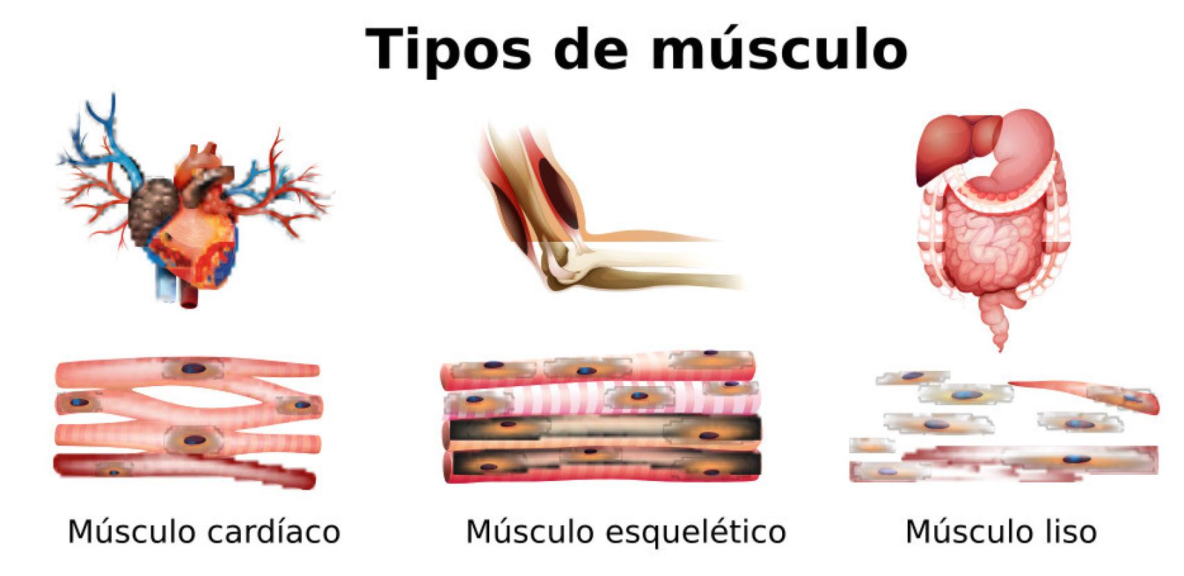 Los tres tipos de músculo