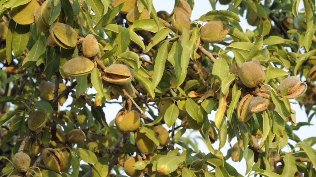 Imagen de la almendra. ASAJA