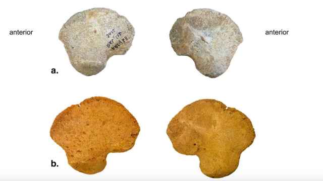 El hueso de la cadera de la Grotte du Renne comparado con un ilión de neandertal. Foto: Gicqueau, A. et al.