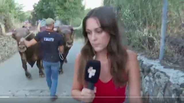 La reportera durante su conexión en directo cuando el vecino le perseguía con dos bueyes.