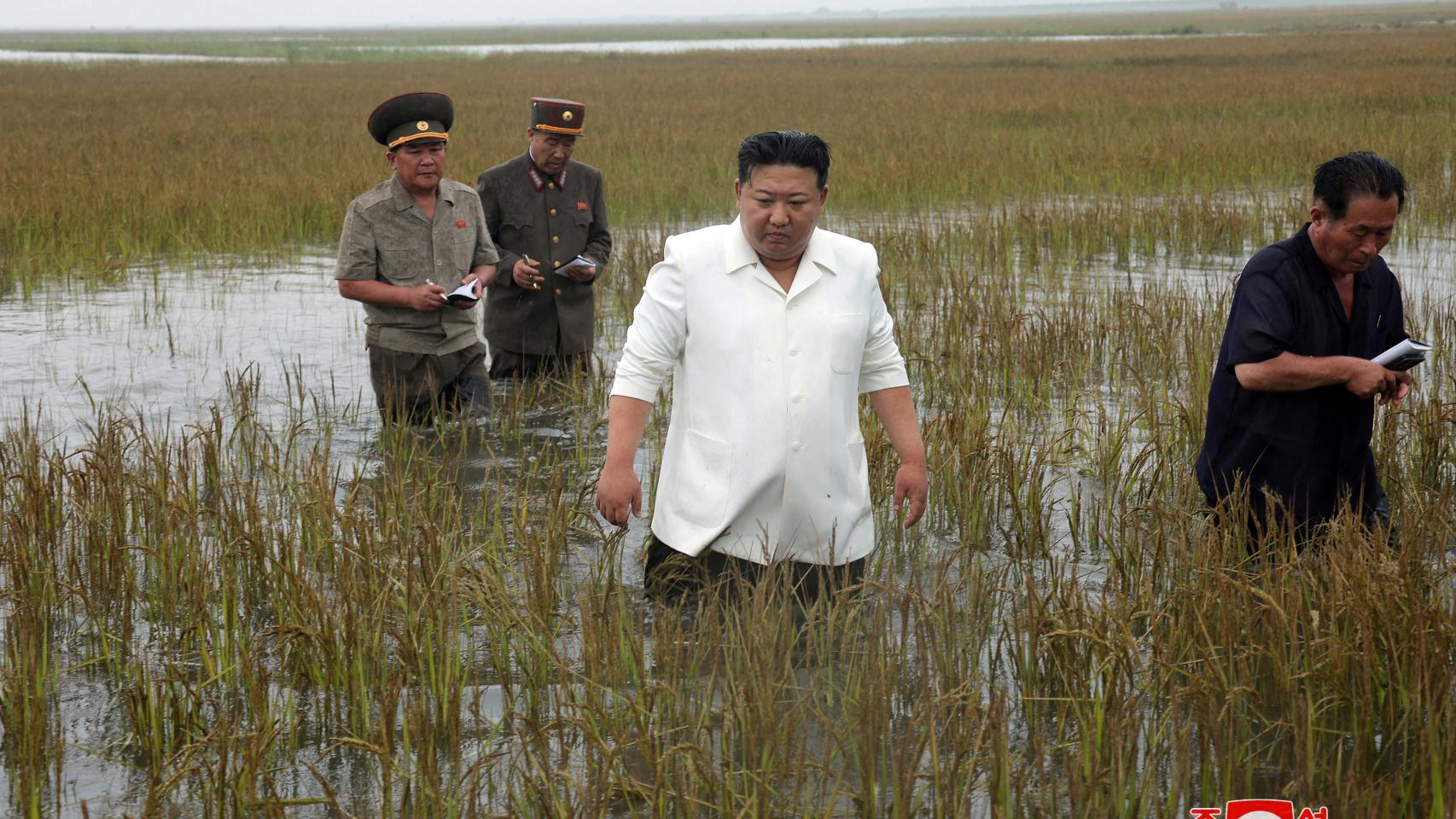 El líder supremo de Corea del Norte, Kim Jong Un, pasea por unos campos de arroz