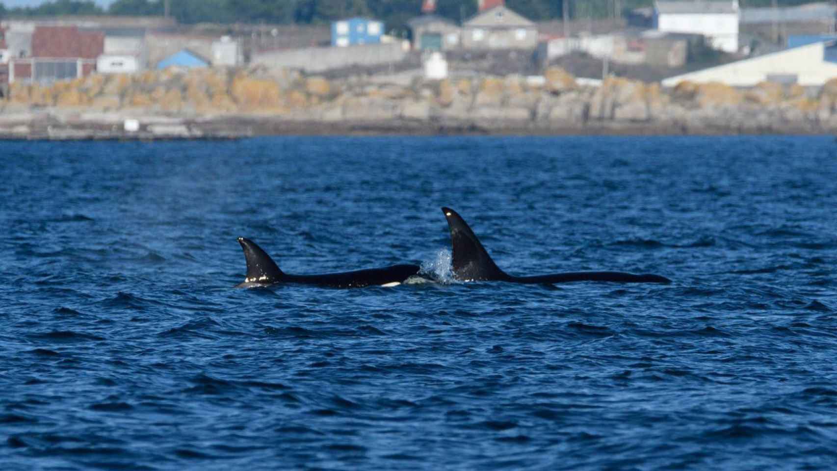 Candorcas avistadas en la ría de Arousa.