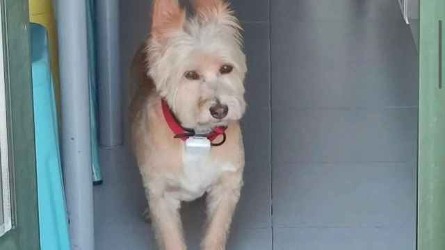 Taki, un perro perdido desde el viernes en Vigo.