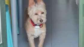 Taki, un perro perdido desde el viernes en Vigo.