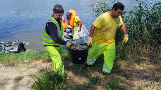 Recogida de ejemplares muertos en Villaralbo