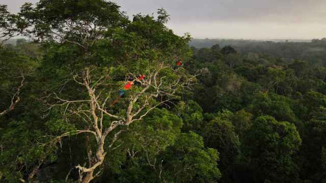 Imagen de archivo de la selva amazónica de Manaos.