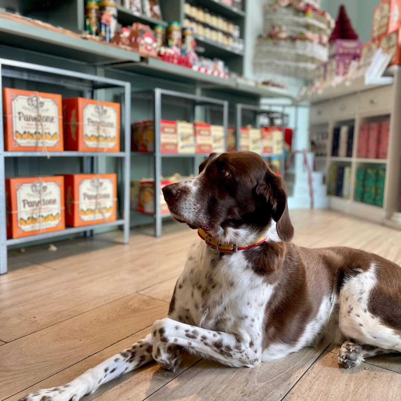 El perro Teo suele estar sentado en la tienda de Un Bizcocho para Teo.