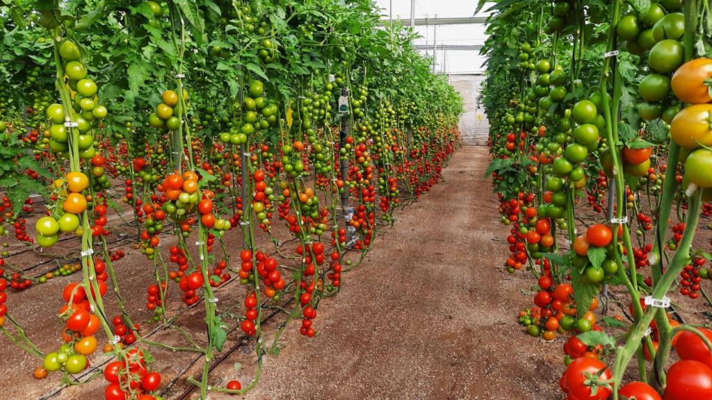 Producción de tomate que incorpora la tecnología de la 'agrotech' con sede en Navarra.