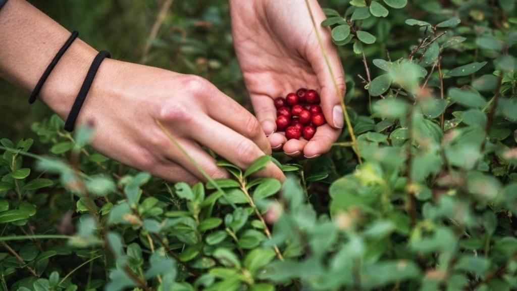 Una persona recogiendo bayas en el bosque