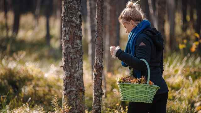 Mujer recogiendo setas en el bosque.