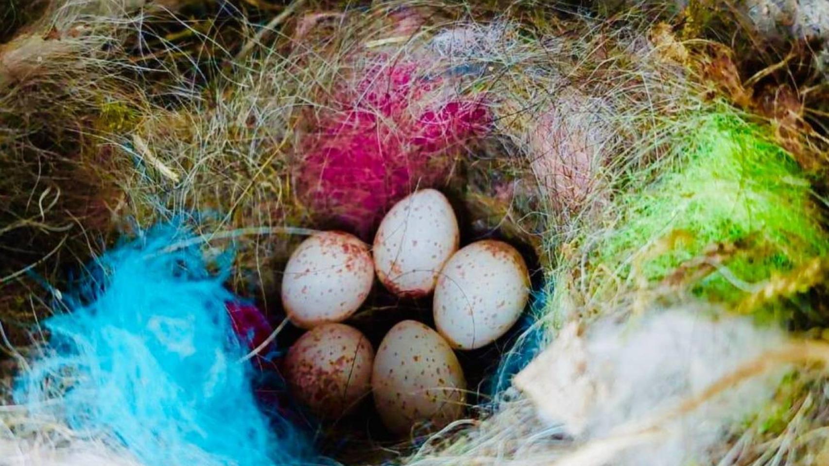 Un nido de ave construido con materiales humanos.