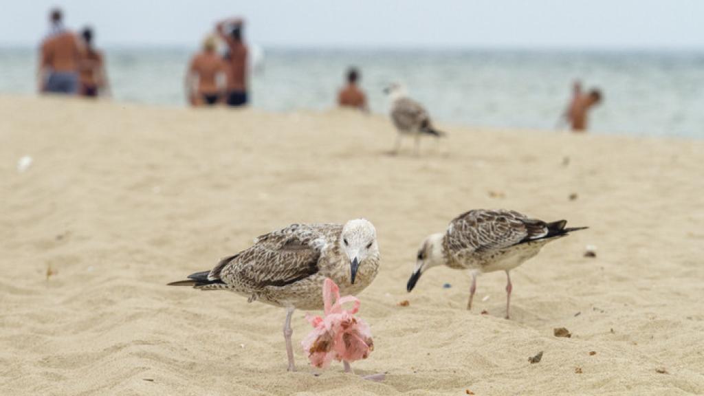 Imagen de archivo de una pareja de gaviotas en la playa.