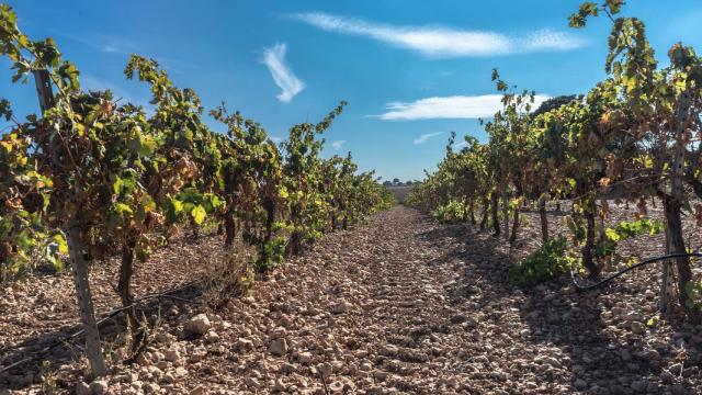 Campos de viñedos.