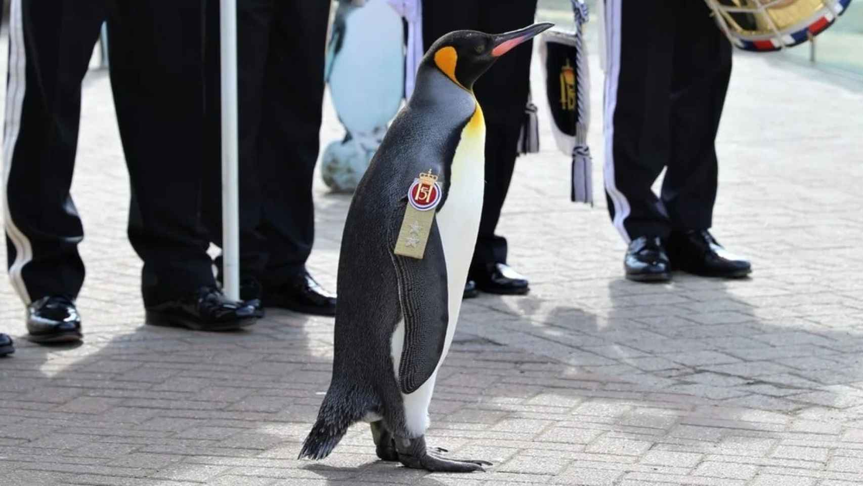 El pingüino  Sir Nils Olav II, general y Jefe de la Guardia Real de Noruega.