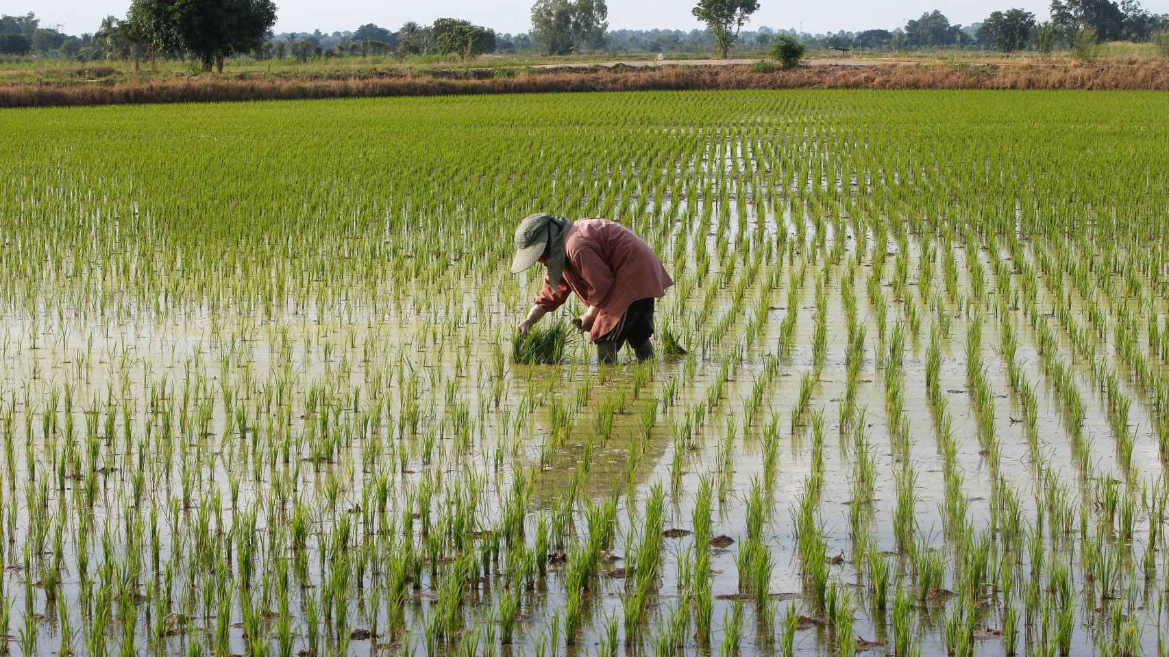 Una mujer cultiva arroz en Tailandia.