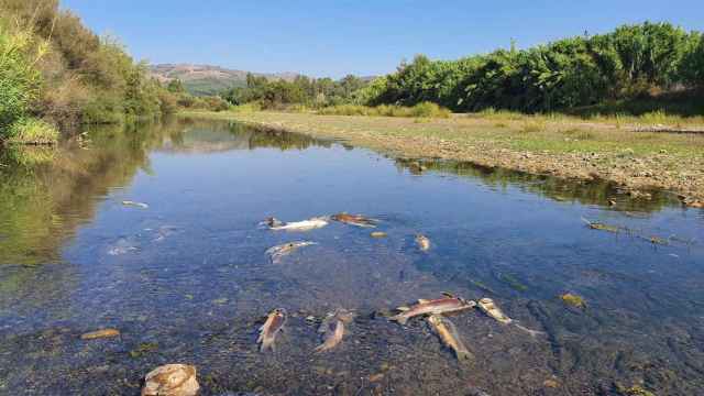 Peces muertos en el río Guadiaro.