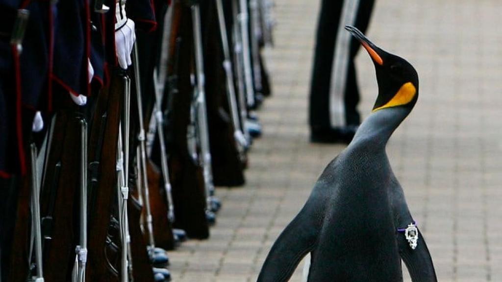 El pingüino  Sir Nils Olav II, general y Jefe de la Guardia Real de Noruega.