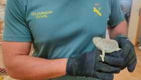 La Guardia Civil encuentra un camaleón. Foto: Twitter @guardiacivil_ab.