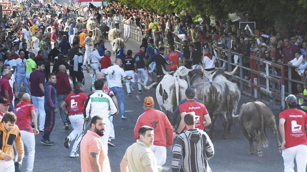 La villa de Cuéllar celebra el primer encierro de las Fiestas en honor a la Virgen del Rosario 2023, con toros de la ganadería jienense de Aráuz de Robles