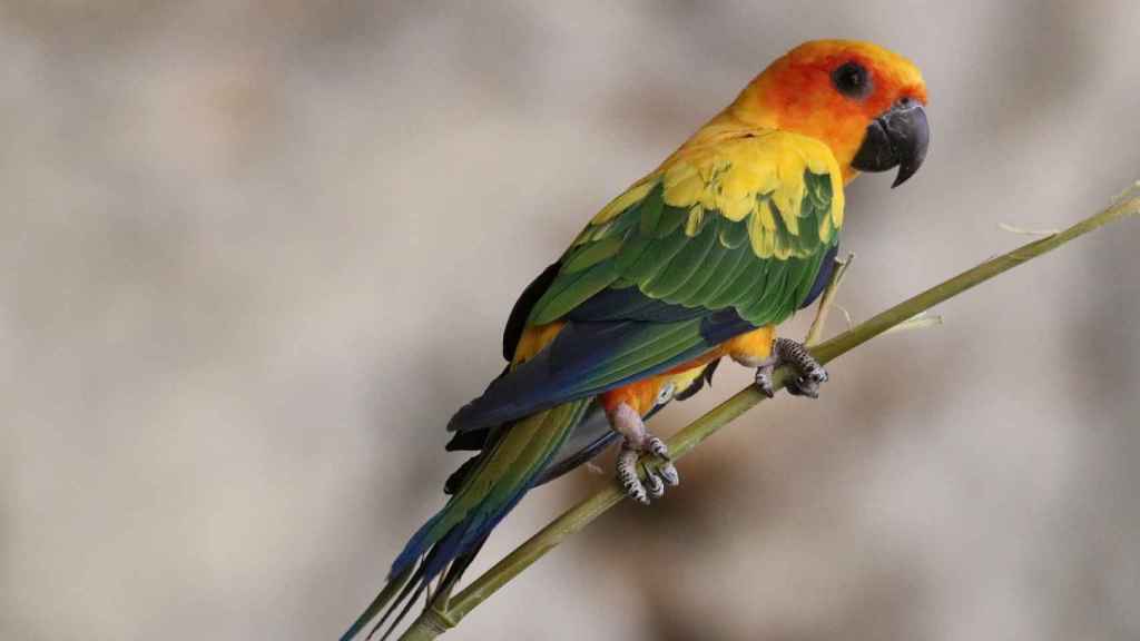 Especie de pájaro de la zona de la Guayana Francesa.