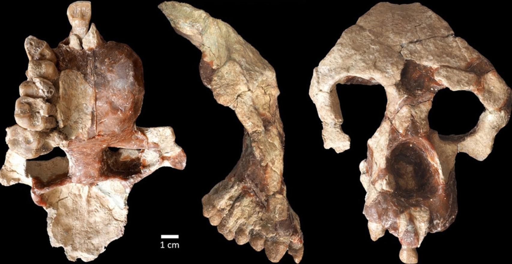 El cráneo del Anadoluvius turkae.