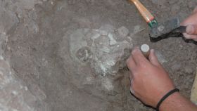 Excavación del fósil del Anadoluvius turkae, un cráneo parcial bastante bien conservado y descubierto al norte de Turquía. Foto: Ayla Sevim-Erol