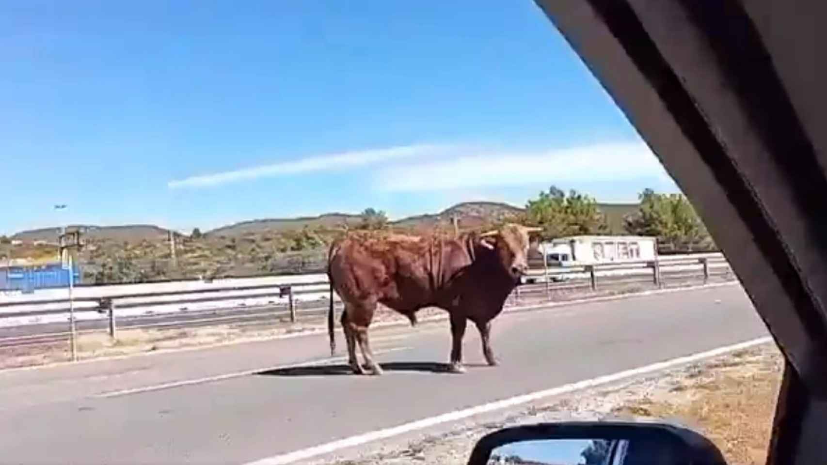 Uno de los toros que han invadido la carretera, captado por un conductor. EE