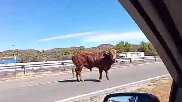 Uno de los toros que han invadido la carretera, captado por un conductor. EE