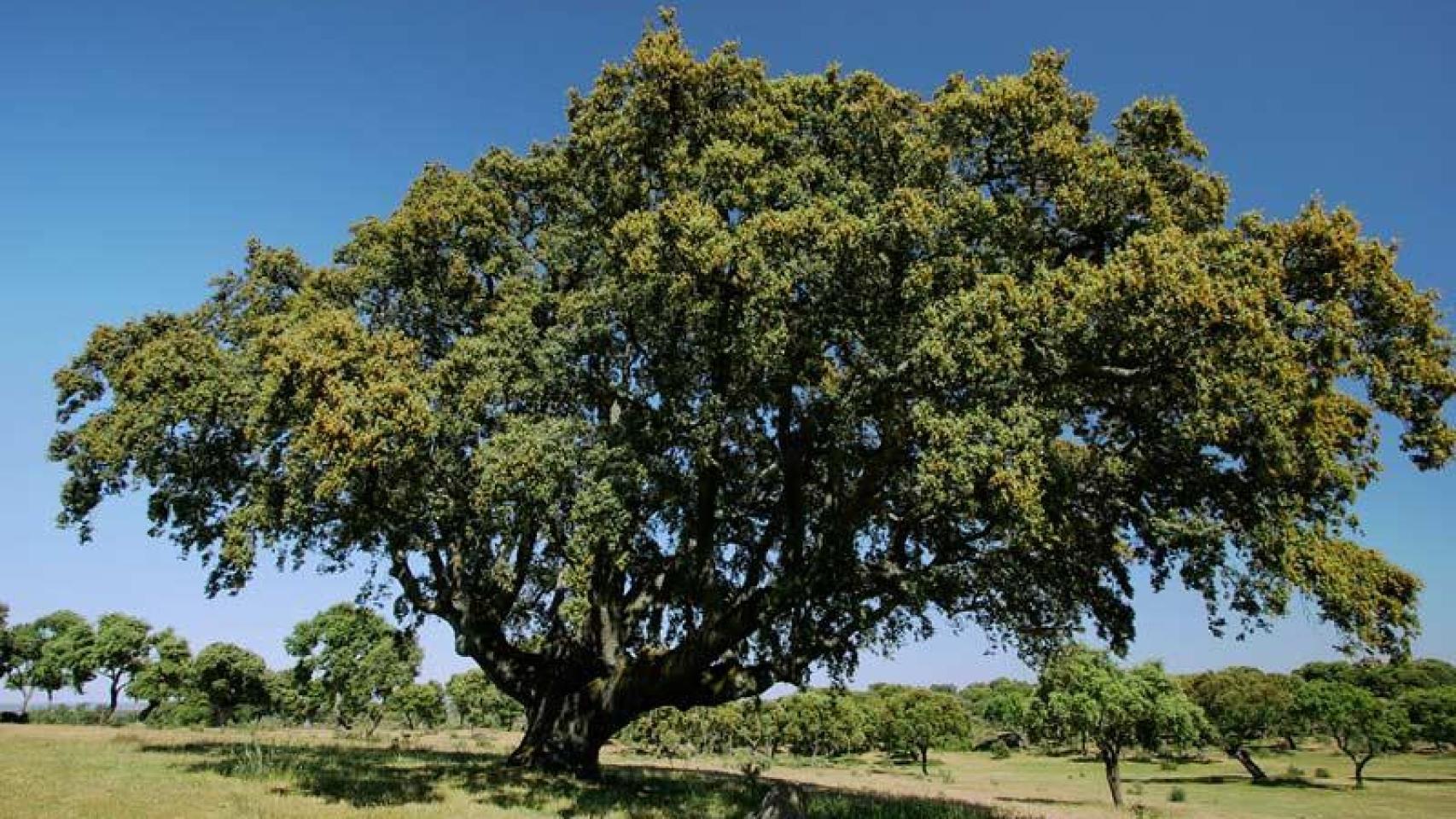 La típica encina salmantina, un árbol centenario