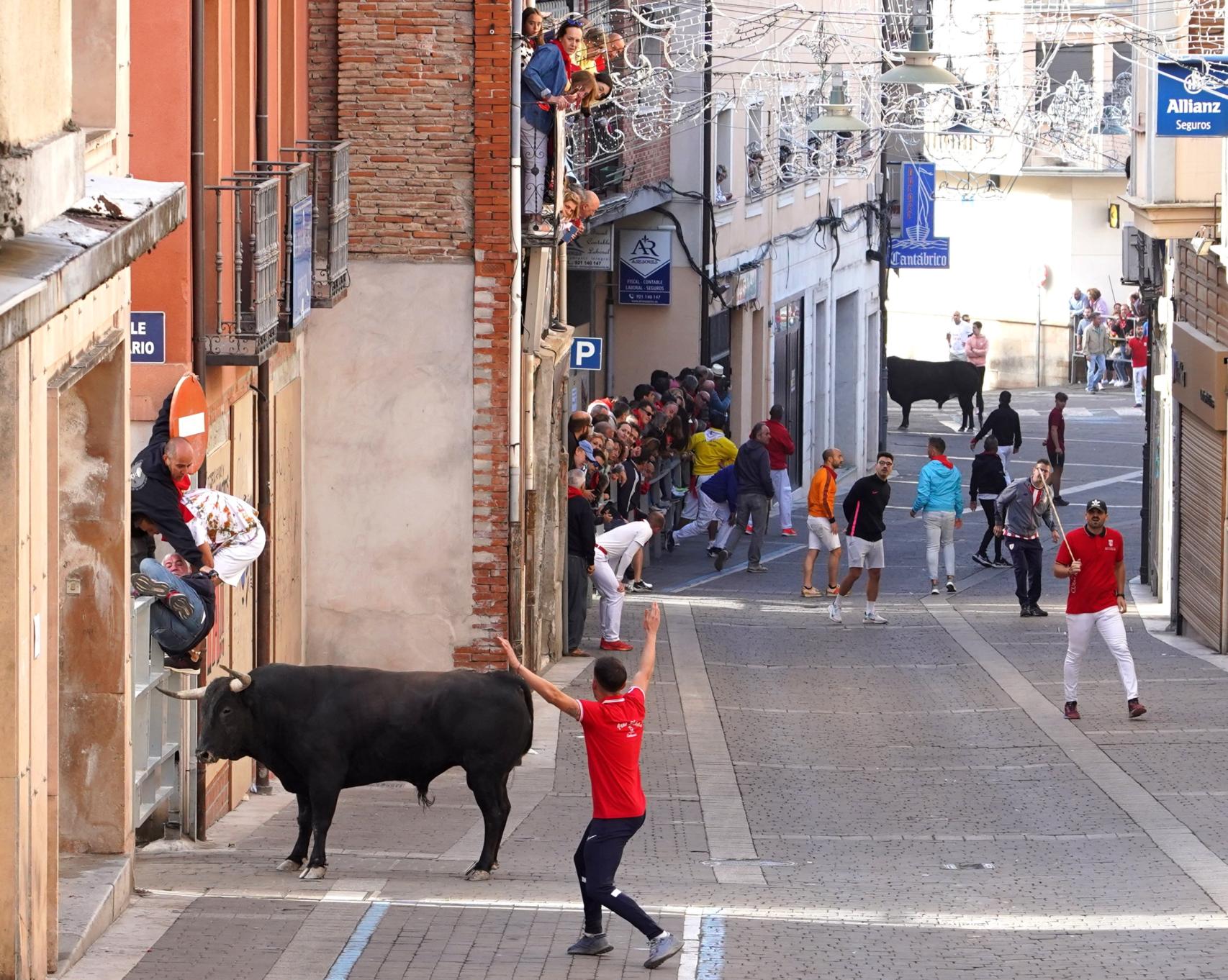 Tercer encierro de las fiestas de Cuéllar 2023