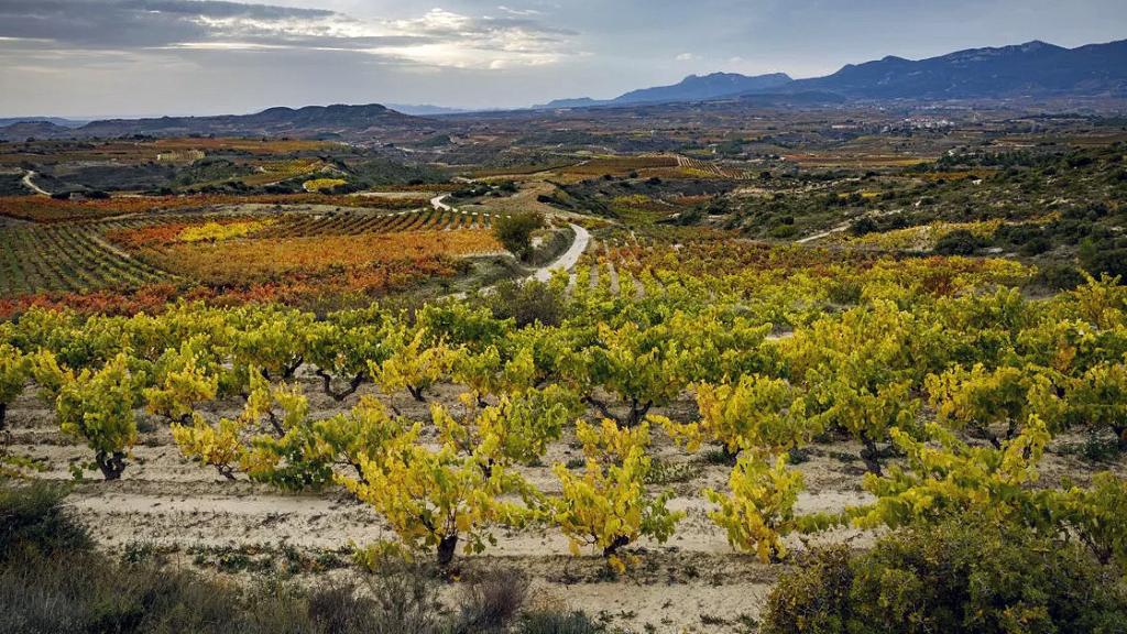 Viñedo viejo en Rioja Alavesa