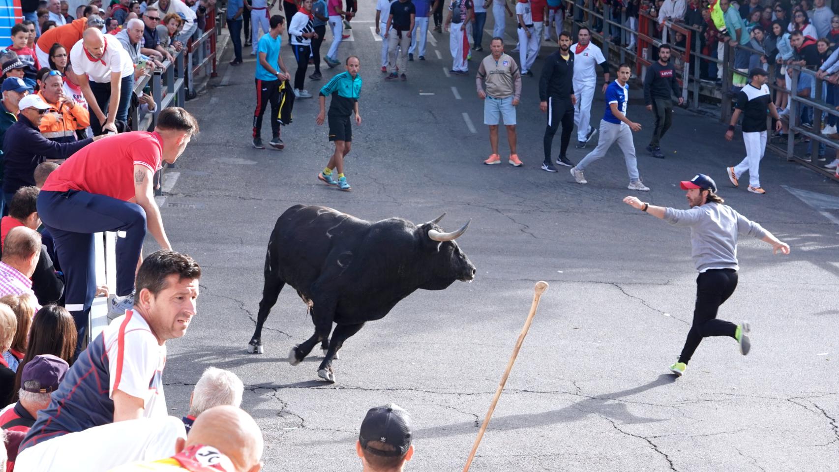 Tercer encierro de las fiestas de Cuéllar 2023