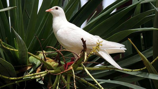 Paloma Blanca