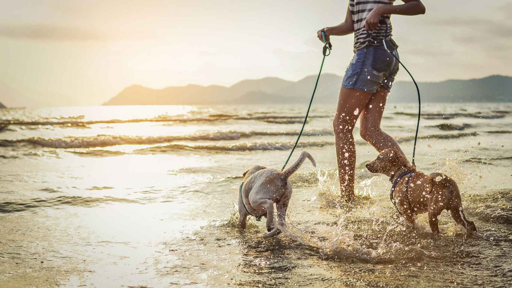 Dos perros disfrutan con su dueña en una playa.