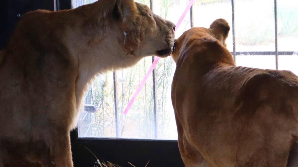 King y Ngala, dos leones rescatados de un circo de Francia.