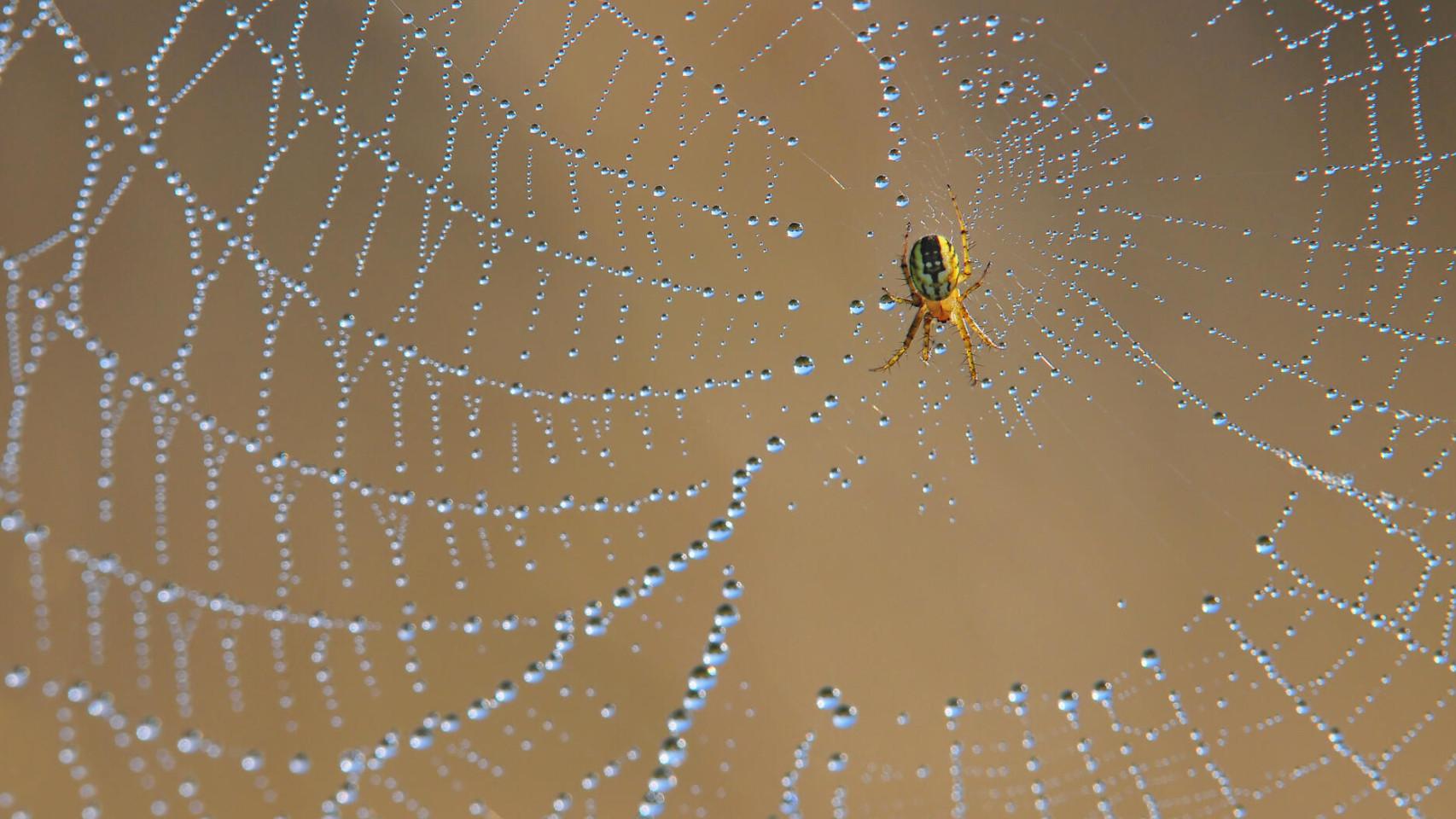 Una tela de araña con gotas de agua.